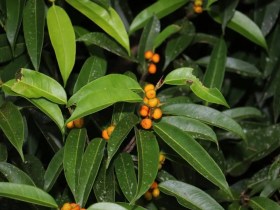 Banánlevelű füge - Ficus maclellandii, Ficus maclellandii, fagyérzékeny, gyümölcs